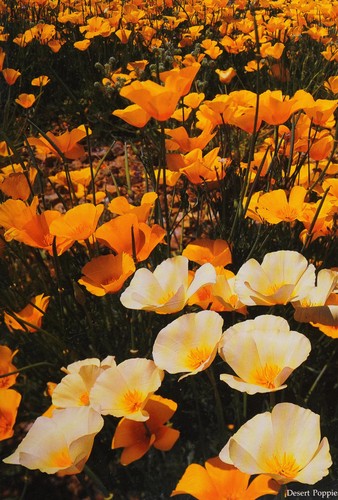 Desert In Bloom