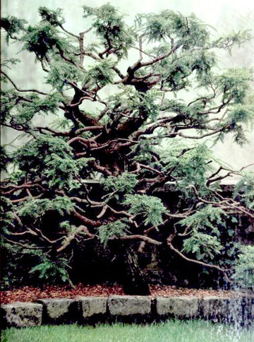 Pruning And Grafting (The Time-Life Encyclopedia Of Gardening)