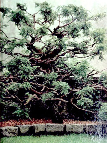 Pruning And Grafting (The Time-Life Encyclopedia Of Gardening)