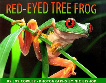 The Red-Eyed Tree Frog