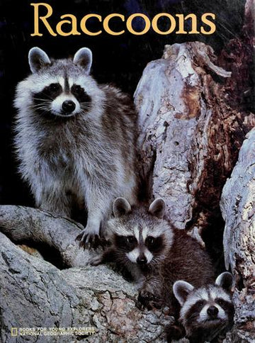Kids Want To Know: Raccoons