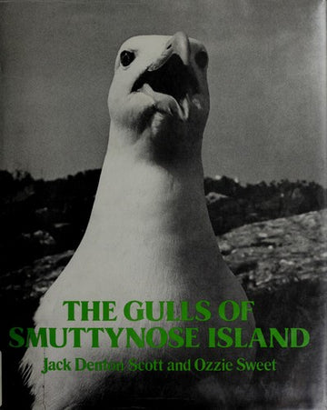 The Gulls of Smuttynose Island