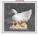 Ducks