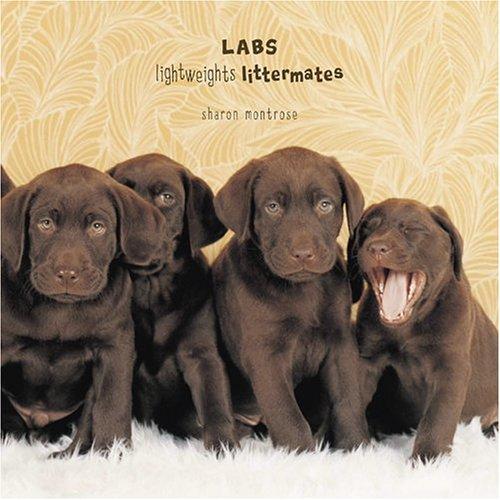 Labs: Lightweights Littermates