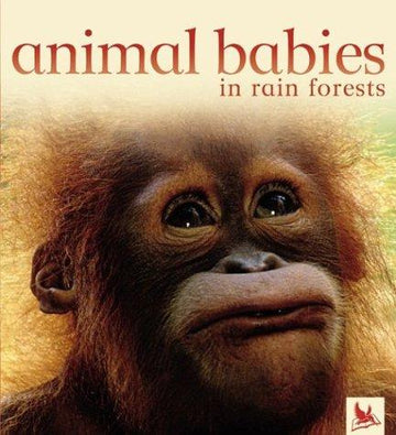 Animal Babies In Rain Forests (Animal Babies)