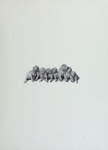 William Wegman Puppies