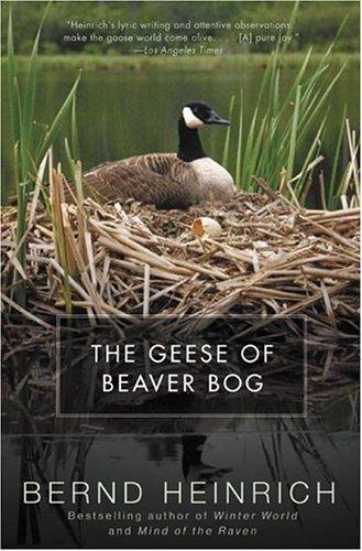 The Geese Of Beaver Bog